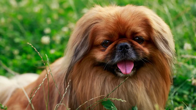 Pechinese Dog photo