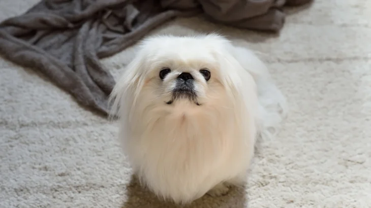 Pechinese Dog photo