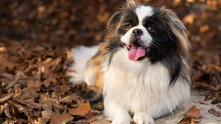 Pechinese Dog photo