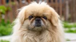 Pechinese Dog photo