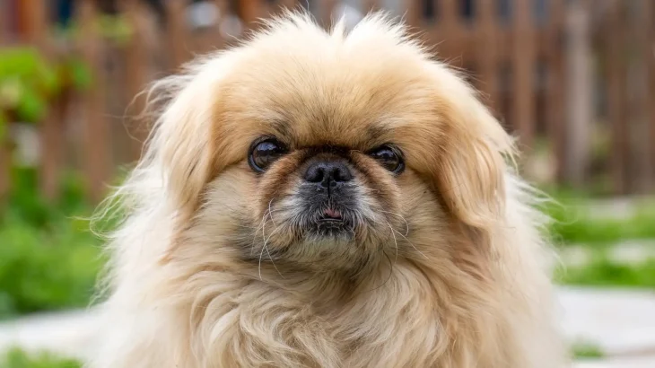 Pechinese Dog photo
