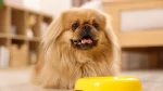 Pechinese Dog photo