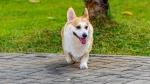 Pembroke Welsh Corgi Dog photo