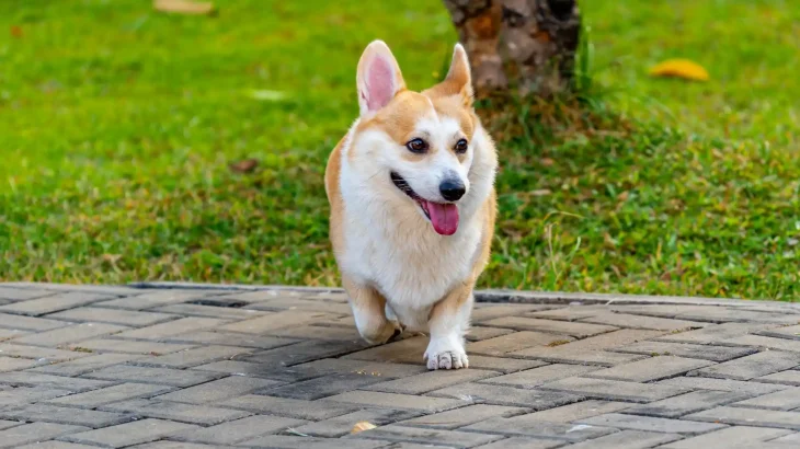 Pembroke Welsh Corgi Dog photo