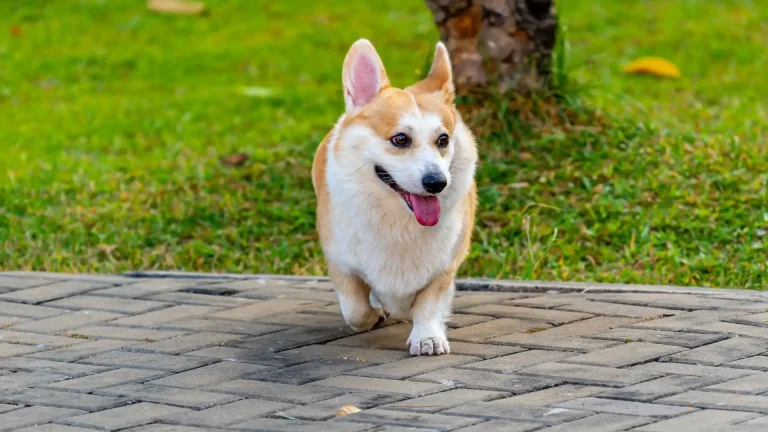 Pembroke Welsh Corgi Dog photo