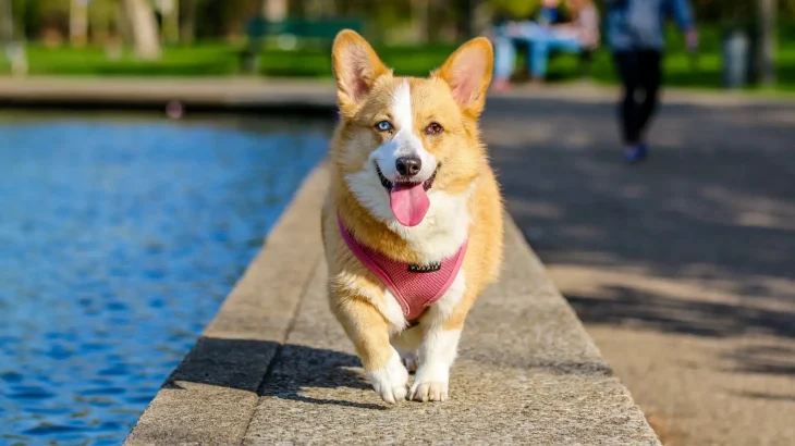 Pembroke Welsh Corgi Dog photo