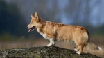 Pembroke Welsh Corgi Dog photo