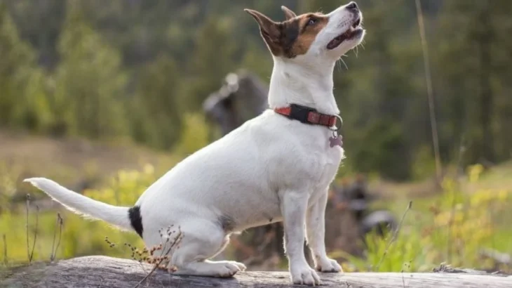 Pencil-tail Feist Dog photo
