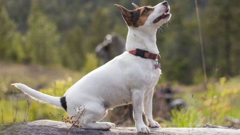 Pencil-tail Feist Dog photo