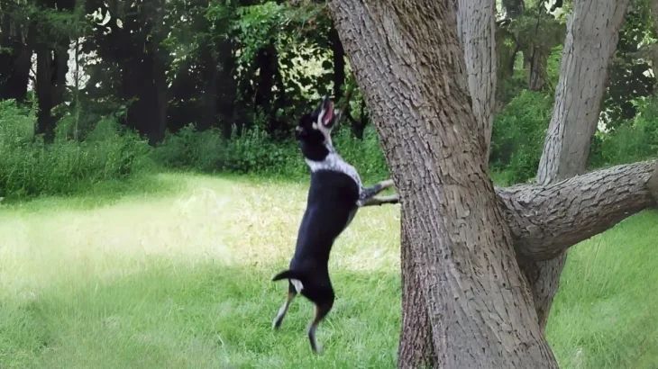 Pencil-tail Feist Dog photo