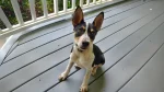 Pencil-tail Feist Dog photo
