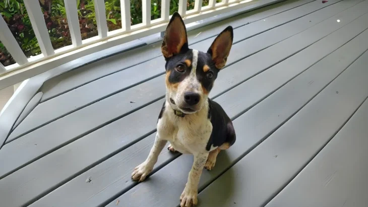 Pencil-tail Feist Dog photo