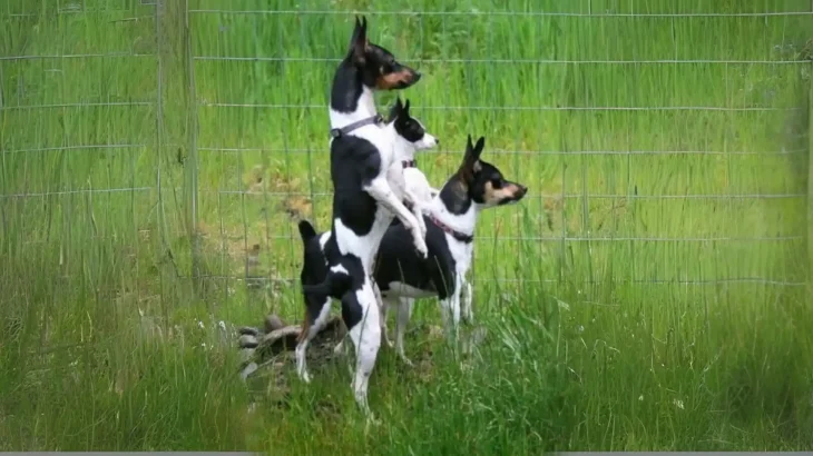 Pencil-tail Feist Dog photo