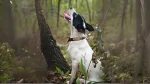 Pencil-tail Feist Dog photo
