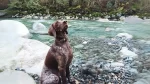 Perdiguero de Burgos Dog photo