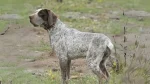 Perdiguero de Burgos Dog photo