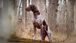 Perdiguero de Burgos Dog photo