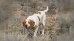 Perdiguero Navarro Dog photo