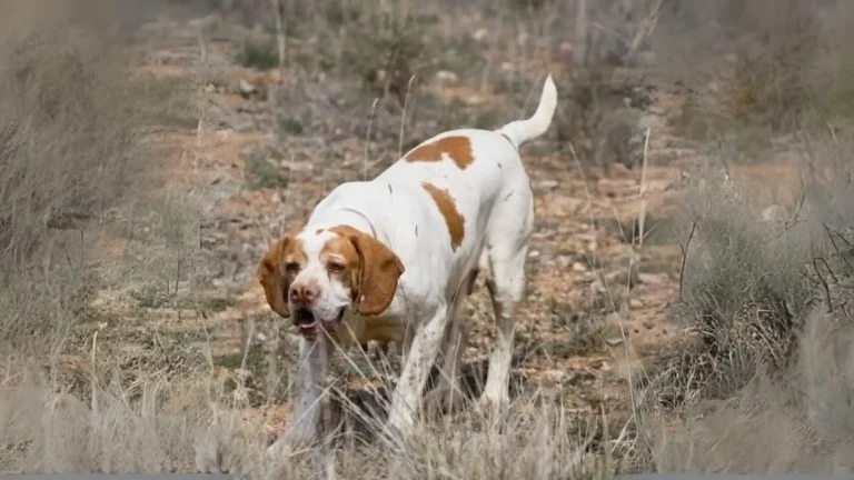 Perdiguero Navarro Dog photo