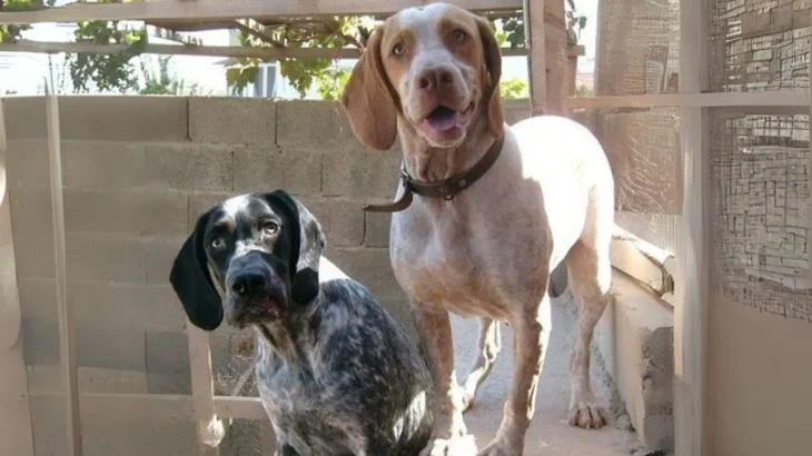 Perdiguero Navarro Dog photo