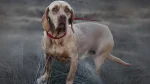 Perdiguero Navarro Dog photo
