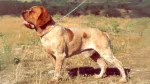 Perdiguero Navarro Dog photo