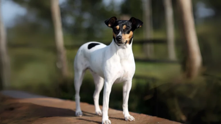 Perro Ratonero Andaluz Dog photo
