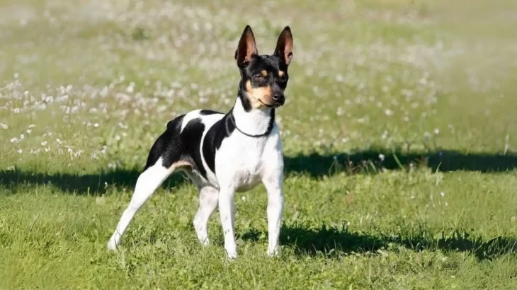 Perro Ratonero Andaluz Dog photo