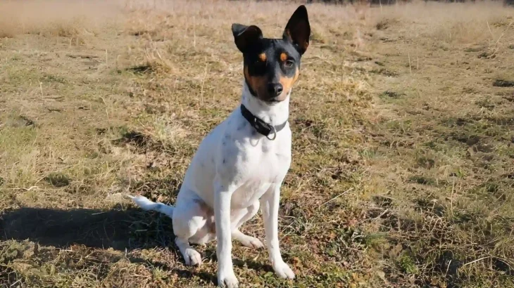 Perro Ratonero Andaluz Dog photo