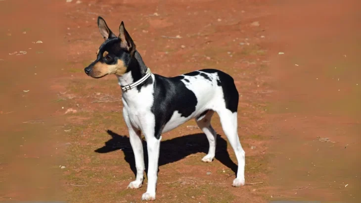 Perro Ratonero Andaluz Dog photo
