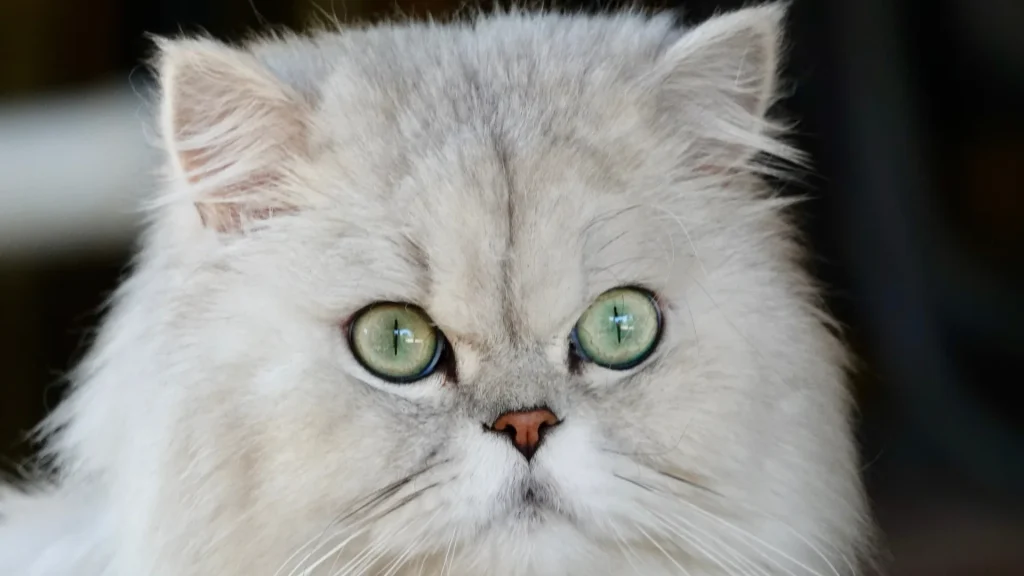 Persian Cat photo
