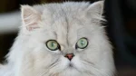 Persian Cat photo