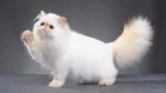 Persian Cat photo