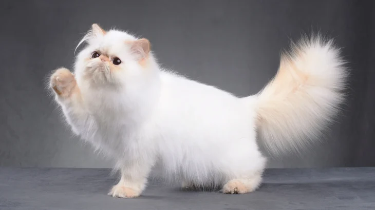 Persian Cat photo