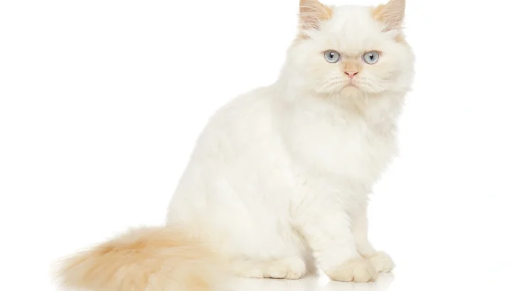 Persian Cat photo