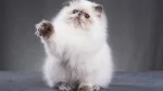 Persian Cat photo