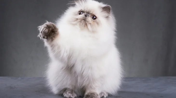Persian Cat photo