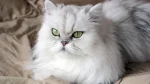 Persian Cat photo