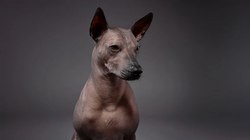 Peruvian Inca Orchid Dog photo