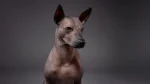 Peruvian Inca Orchid Dog photo