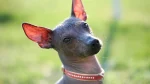 Peruvian Inca Orchid Dog photo