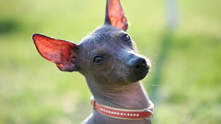 Peruvian Inca Orchid Dog photo
