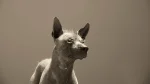 Peruvian Inca Orchid Dog photo