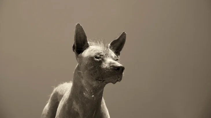 Peruvian Inca Orchid Dog photo
