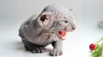 Peterbald Cat photo