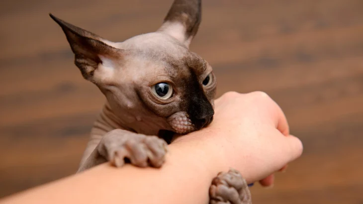 Peterbald Cat photo