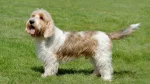 Petit Basset Griffon Vendeen Dog photo