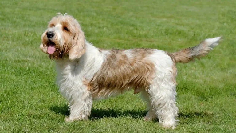 Petit Basset Griffon Vendeen Dog photo