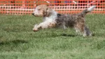 Petit Basset Griffon Vendeen Dog photo