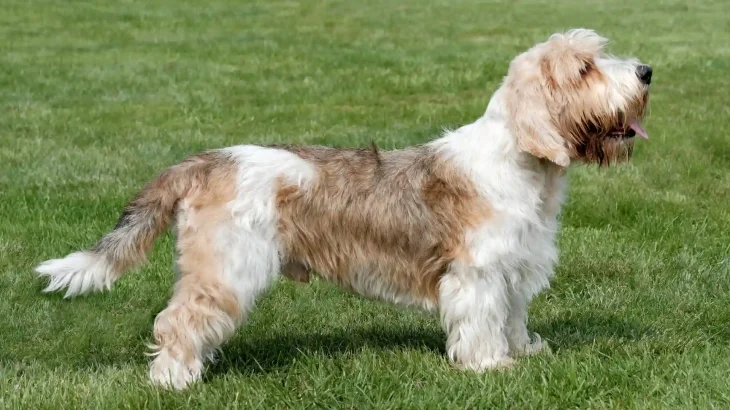 Petit Basset Griffon Vendeen Dog photo